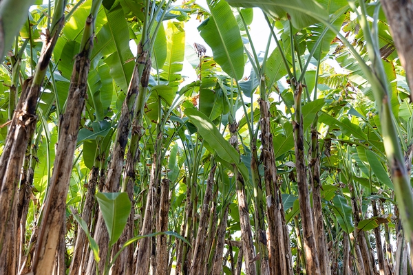 Yasuhiro & Ritsuko Fukushima