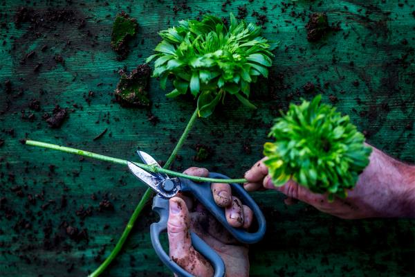 Nicolai Bergmann Flower designing