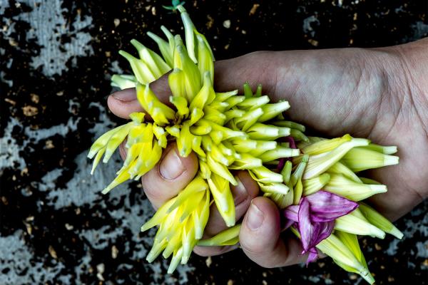 Nicolai Bergmann Japan