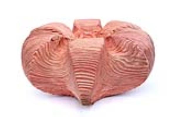 Thomas Pildner No. 20-03