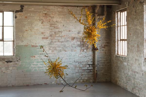 Fiona Inglis Yellow Forsythia