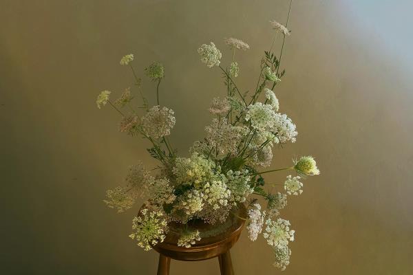 Sophie Wiking Wild carrots