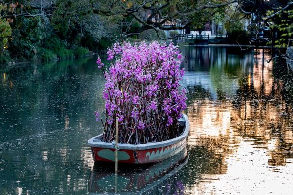 Nicolai Bergmann Yanagawa with flower